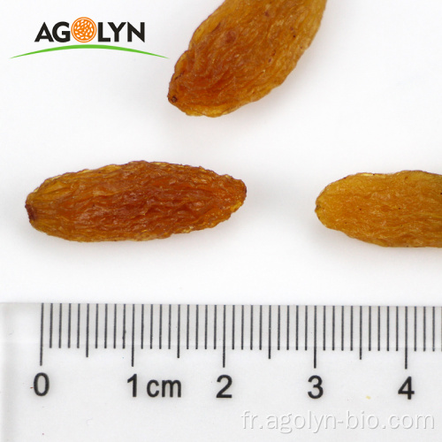 Sultana brun séchée de haute qualité des raisins secs de Xingjiang